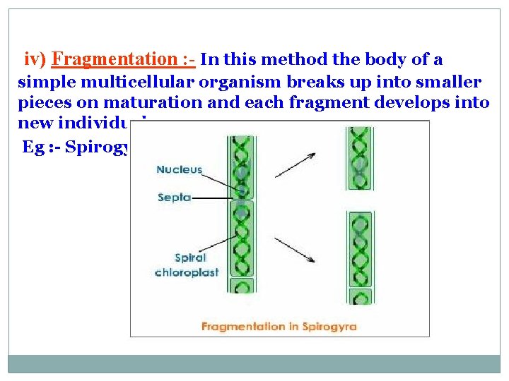 iv) Fragmentation : - In this method the body of a simple multicellular organism