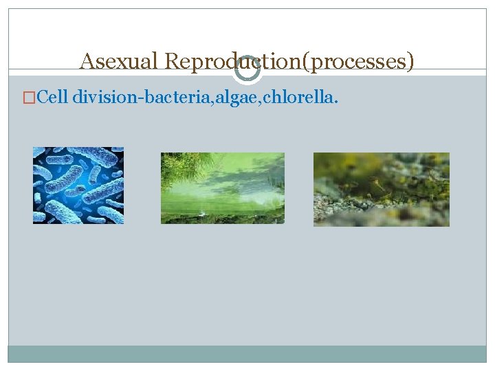 Asexual Reproduction(processes) �Cell division-bacteria, algae, chlorella. 