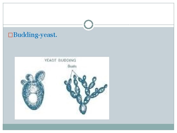 �Budding-yeast. 