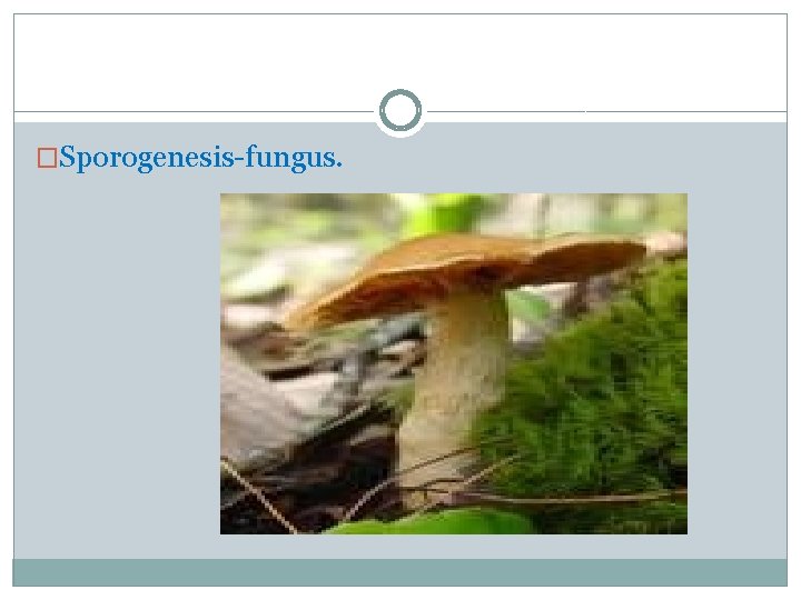 �Sporogenesis-fungus. 