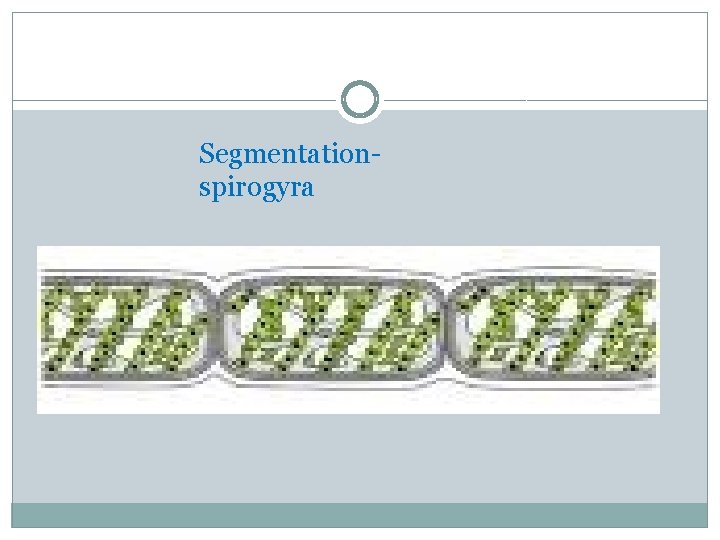 Segmentationspirogyra 