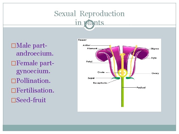 Sexual Reproduction in plants �Male part- androecium. �Female partgynoecium. �Pollination. �Fertilisation. �Seed-fruit 