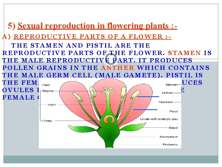 5) Sexual reproduction in flowering plants : A) REPRODUCTIVE PARTS OF A FLOWER :