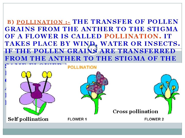 THE TRANSFER OF POLLEN GRAINS FROM THE ANTHER TO THE STIGMA OF A FLOWER