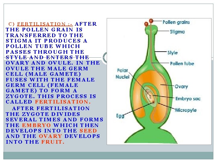 C) FERTILISATION : - AFTER THE POLLEN GRAIN IS TRANSFERRED TO THE STIGMA IT