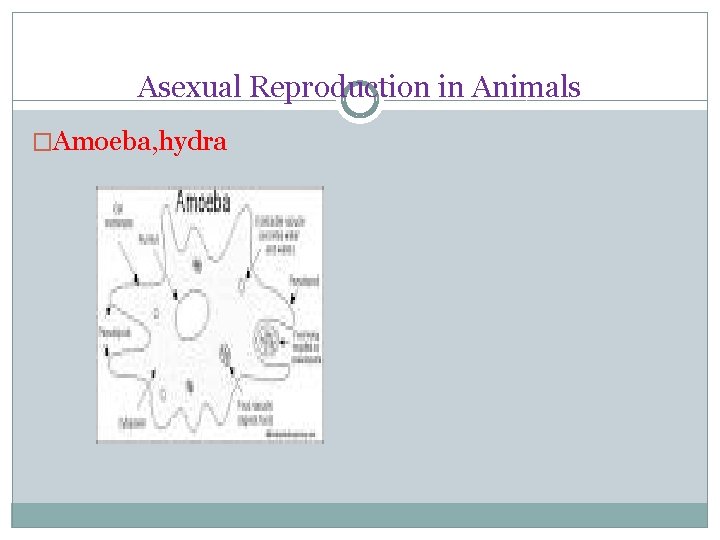 Asexual Reproduction in Animals �Amoeba, hydra 