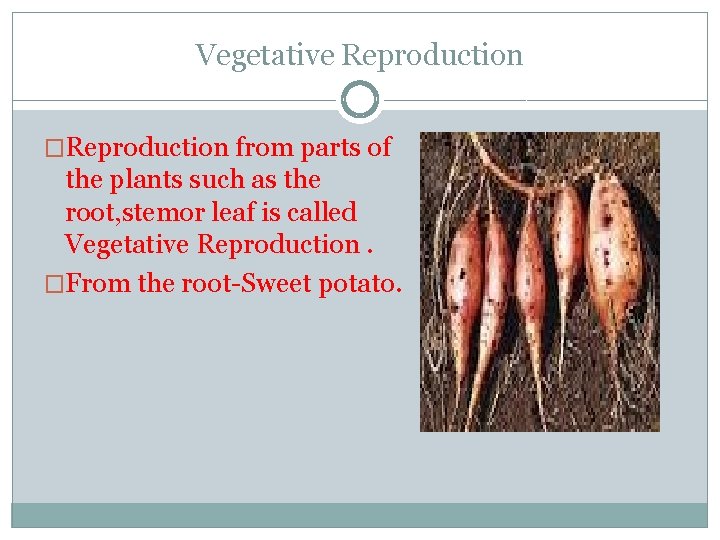 Vegetative Reproduction �Reproduction from parts of the plants such as the root, stemor leaf