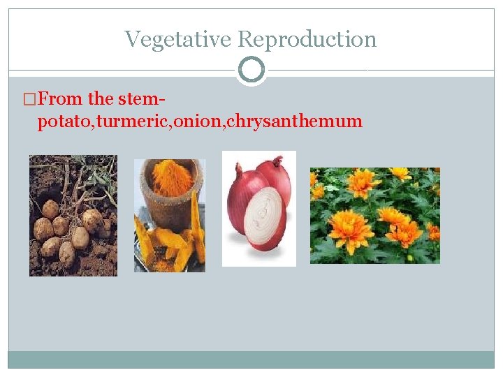 Vegetative Reproduction �From the stem- potato, turmeric, onion, chrysanthemum 