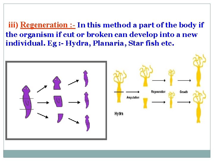 iii) Regeneration : - In this method a part of the body if the