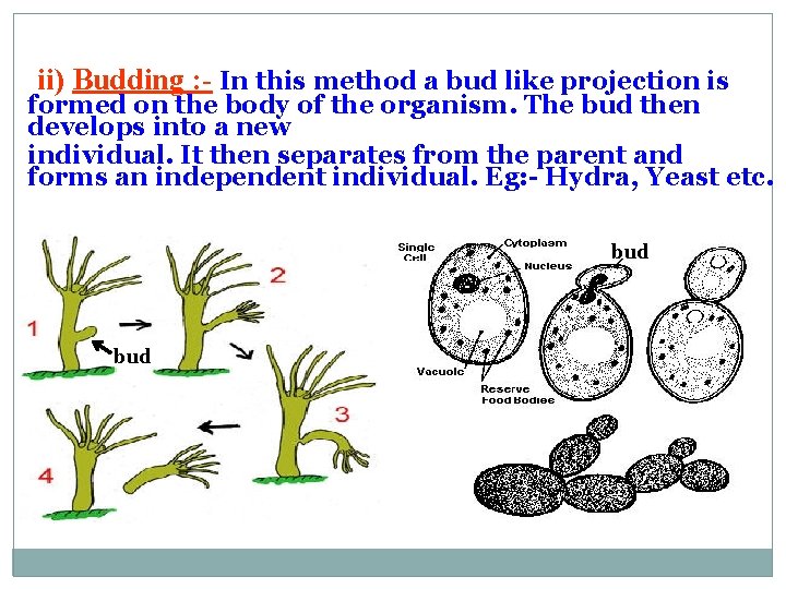 ii) Budding : - In this method a bud like projection is formed on