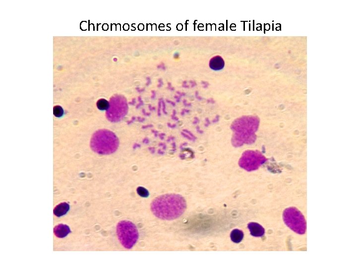 Chromosomes of female Tilapia 