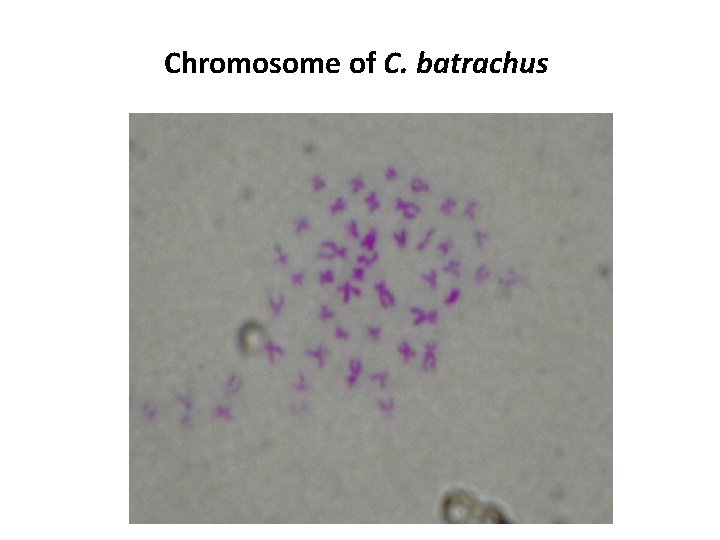 Chromosome of C. batrachus Chromosome of C. batrachus