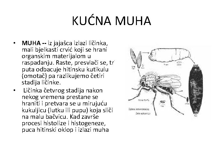 KUĆNA MUHA • MUHA -- iz jajašca izlazi ličinka, mali bjelkasti crvić koji se