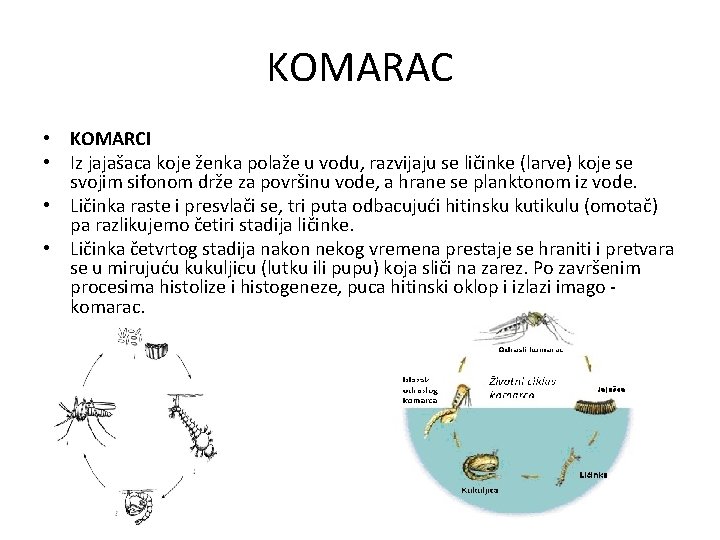 KOMARAC • KOMARCI • Iz jajašaca koje ženka polaže u vodu, razvijaju se ličinke