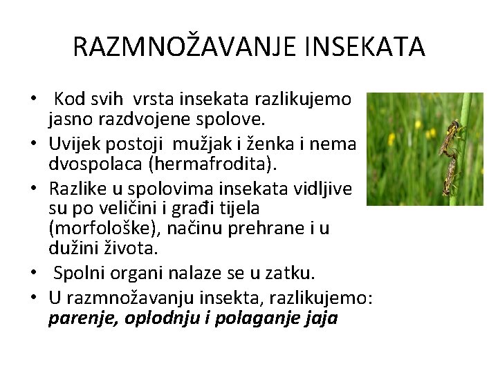 RAZMNOŽAVANJE INSEKATA • Kod svih vrsta insekata razlikujemo jasno razdvojene spolove. • Uvijek postoji