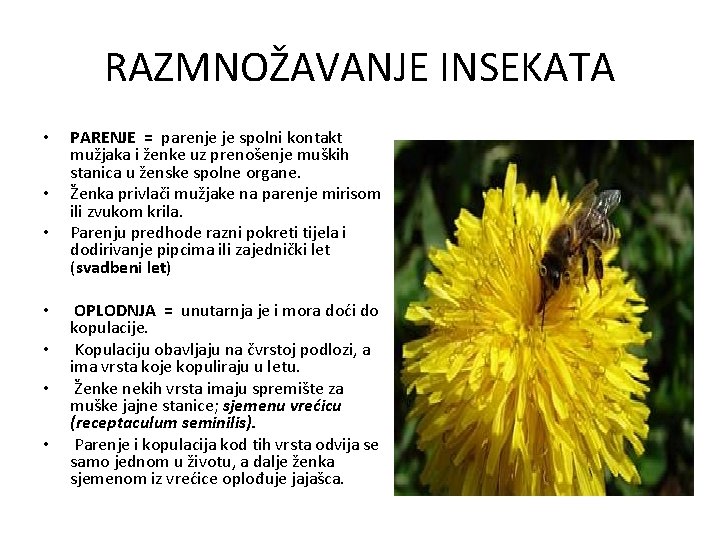 RAZMNOŽAVANJE INSEKATA • • PARENJE = parenje je spolni kontakt mužjaka i ženke uz