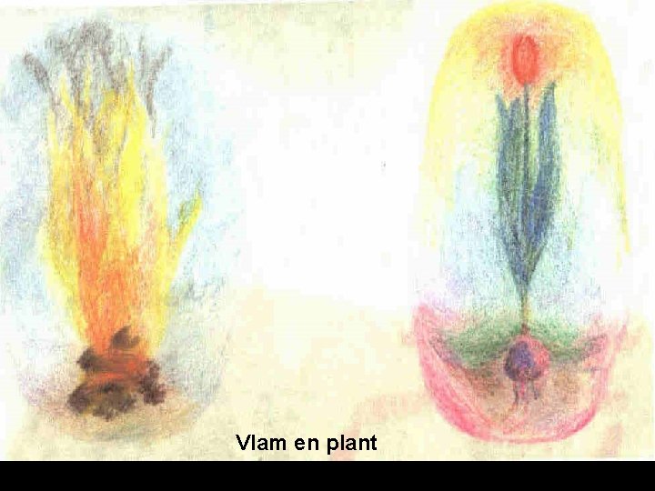 Vlam en plant 