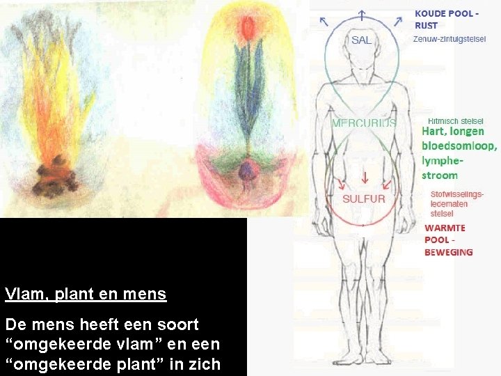 Vlam, plant en mens De mens heeft een soort “omgekeerde vlam” en een “omgekeerde