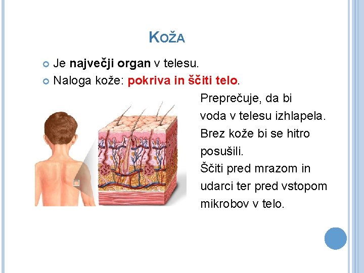 KOŽA Je največji organ v telesu. Naloga kože: pokriva in ščiti telo. Preprečuje, da KOŽA Je največji organ v telesu. Naloga kože: pokriva in ščiti telo. Preprečuje, da