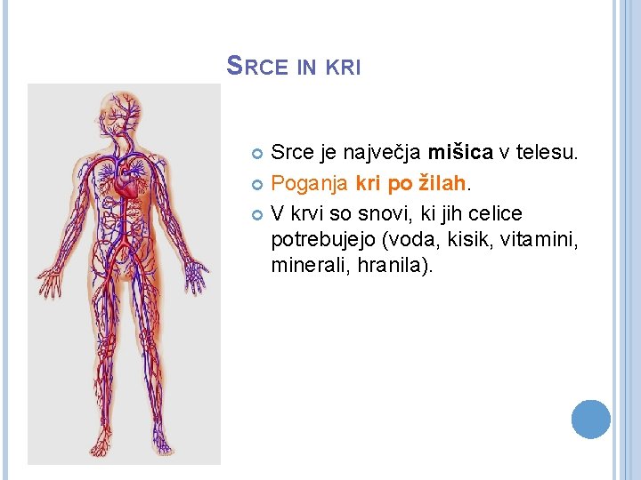 SRCE IN KRI Srce je največja mišica v telesu. Poganja kri po žilah. V