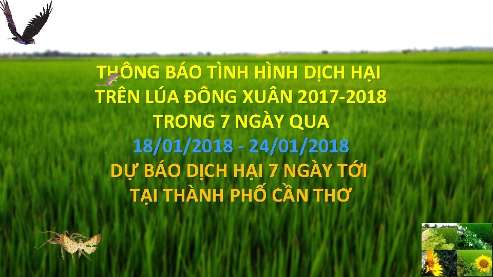 THÔNG BÁO TÌNH HÌNH DỊCH HẠI TRÊN LÚA ĐÔNG XU N 2017 -2018 TRONG