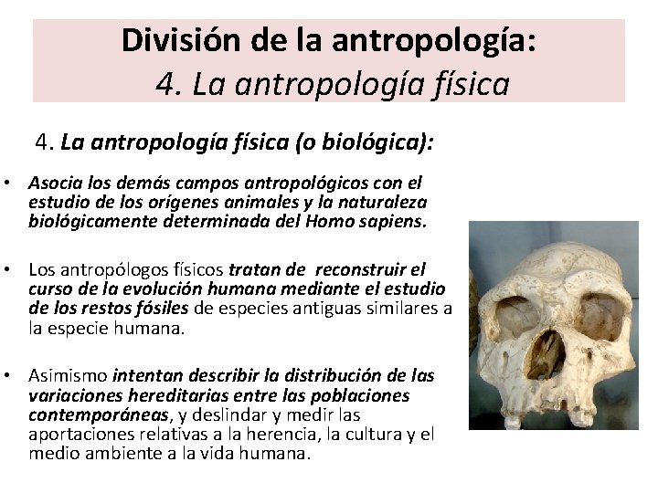 División de la antropología: 4. La antropología física (o biológica): • Asocia los demás