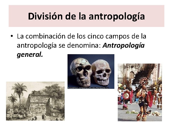 División de la antropología • La combinación de los cinco campos de la antropología