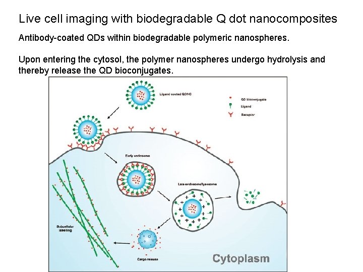 Live cell imaging with biodegradable Q dot nanocomposites Antibody-coated QDs within biodegradable polymeric nanospheres.