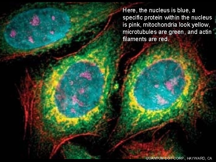 Here, the nucleus is blue, a specific protein within the nucleus is pink, mitochondria