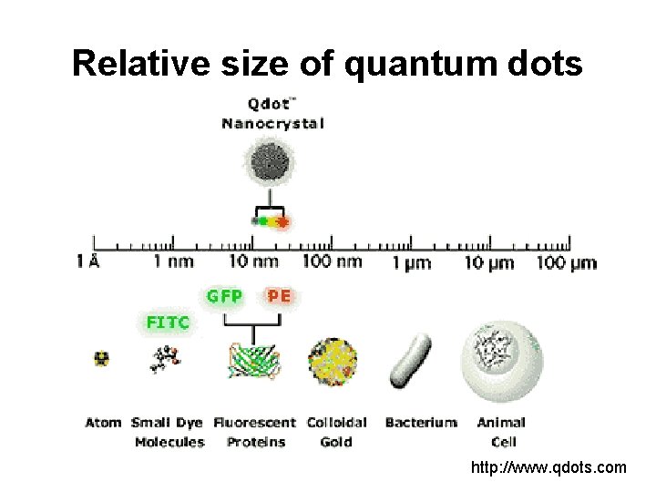 Relative size of quantum dots http: //www. qdots. com 