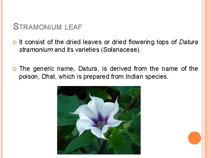 STRAMONIUM LEAF It consist of the dried leaves or dried flowering tops of Datura