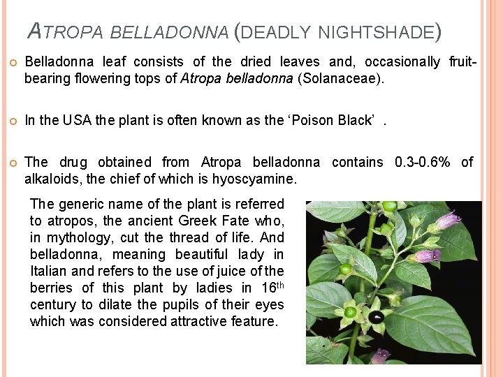 ATROPA BELLADONNA (DEADLY NIGHTSHADE) Belladonna leaf consists of the dried leaves and, occasionally fruitbearing