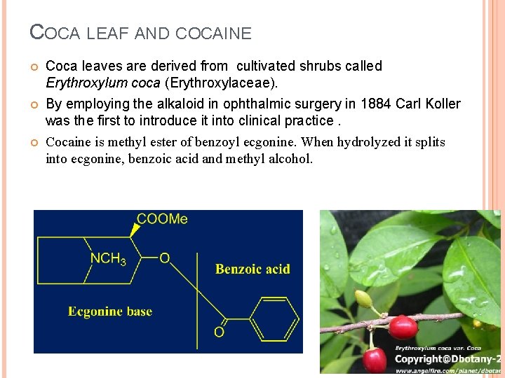 COCA LEAF AND COCAINE Coca leaves are derived from cultivated shrubs called Erythroxylum coca