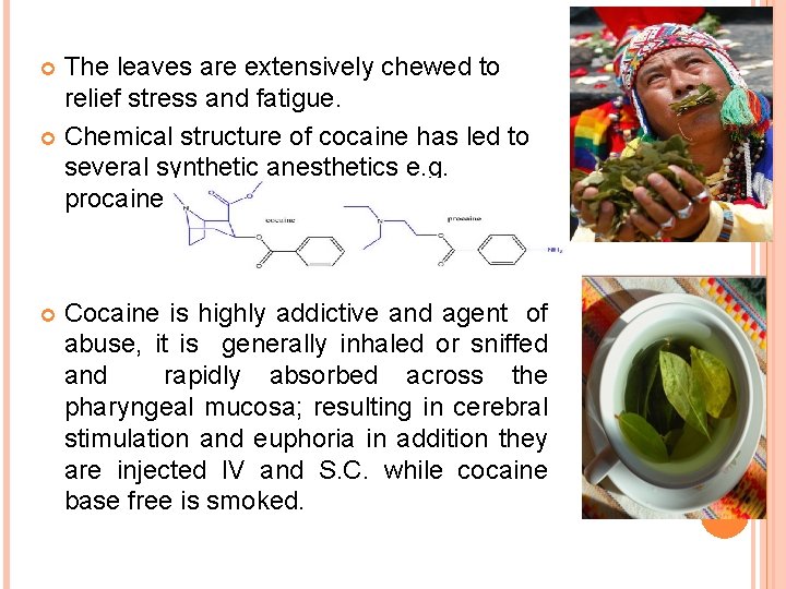 The leaves are extensively chewed to relief stress and fatigue. Chemical structure of cocaine