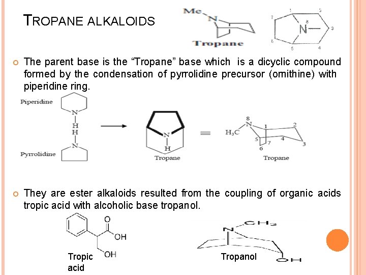 TROPANE ALKALOIDS The parent base is the “Tropane” base which is a dicyclic compound