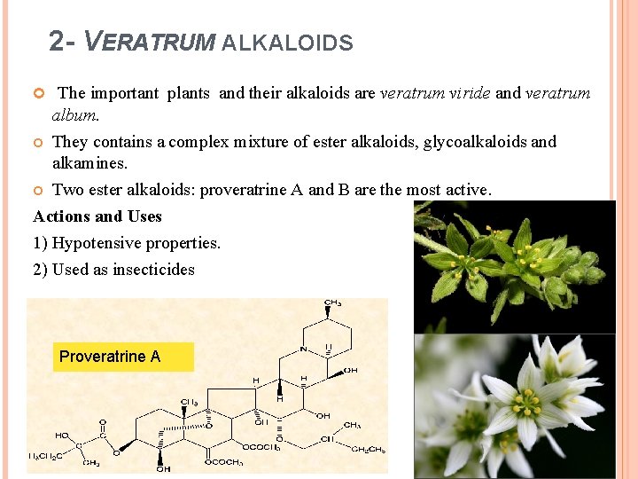 2 - VERATRUM ALKALOIDS The important plants and their alkaloids are veratrum viride and