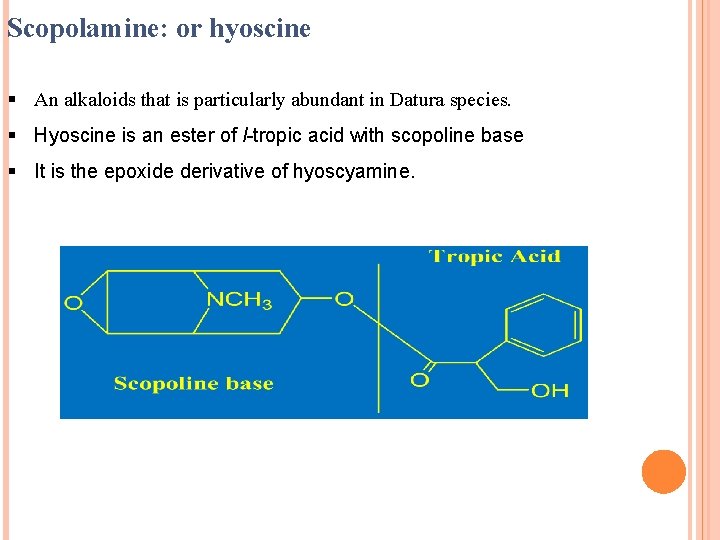 Scopolamine: or hyoscine § An alkaloids that is particularly abundant in Datura species. §