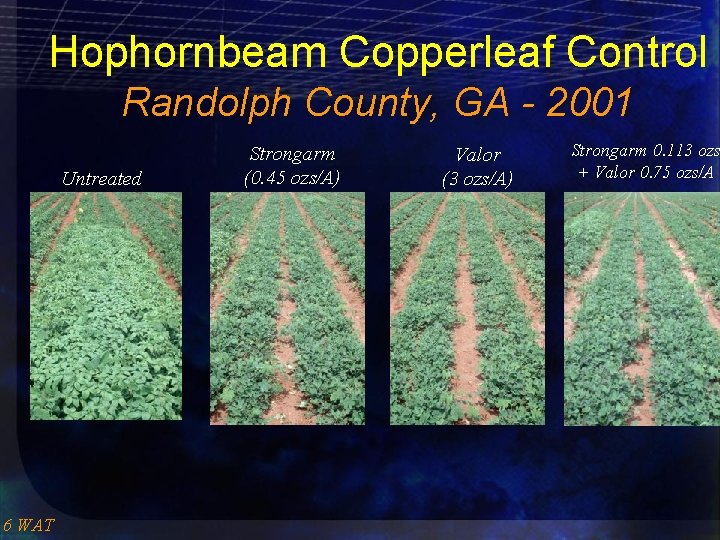 Hophornbeam Copperleaf Control Randolph County, GA - 2001 Untreated 6 WAT Strongarm (0. 45