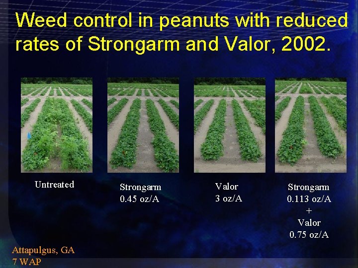 Weed control in peanuts with reduced rates of Strongarm and Valor, 2002. Untreated Attapulgus,