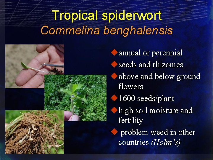 Tropical spiderwort Commelina benghalensis uannual or perennial useeds and rhizomes uabove and below ground