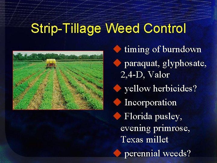 Strip-Tillage Weed Control u timing of burndown u paraquat, glyphosate, 2, 4 -D, Valor