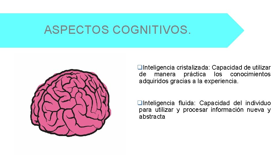ASPECTOS COGNITIVOS. q. Inteligencia cristalizada: Capacidad de utilizar de manera práctica los conocimientos adquiridos