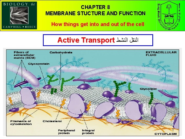 CHAPTER 8 MEMBRANE STUCTURE AND FUNCTION How things get into and out of the