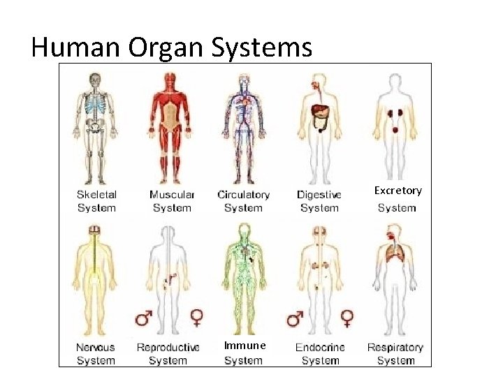 Human Organ Systems Excretory Immune Human Organ Systems Excretory Immune