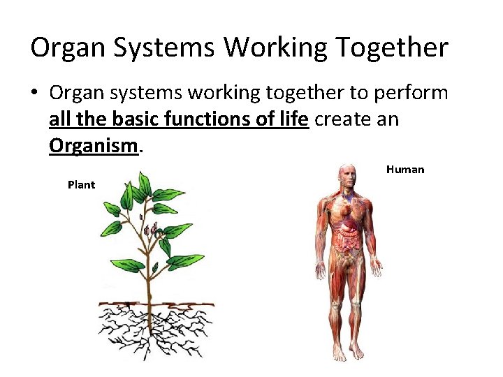 Organ Systems Working Together • Organ systems working together to perform all the basic Organ Systems Working Together • Organ systems working together to perform all the basic