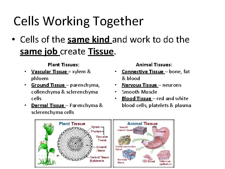 Cells Working Together • Cells of the same kind and work to do the Cells Working Together • Cells of the same kind and work to do the