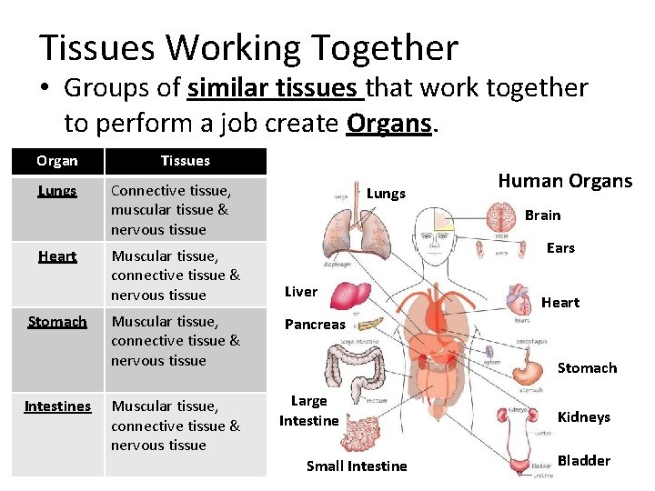 Tissues Working Together • Groups of similar tissues that work together to perform a Tissues Working Together • Groups of similar tissues that work together to perform a