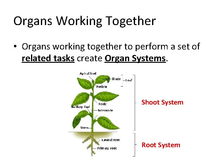 Organs Working Together • Organs working together to perform a set of related tasks Organs Working Together • Organs working together to perform a set of related tasks