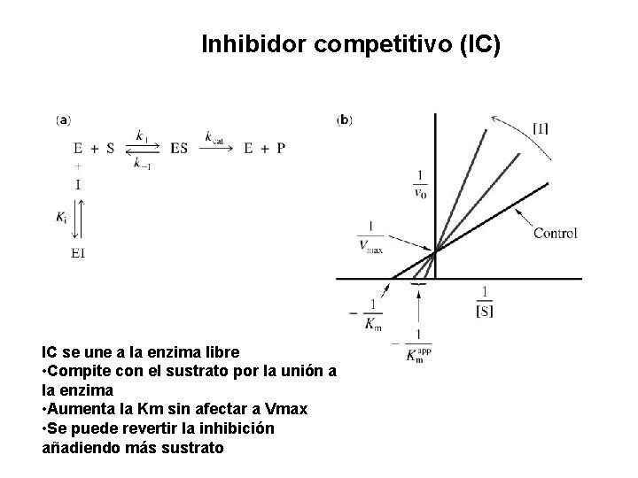 Inhibidor competitivo (IC) IC se une a la enzima libre • Compite con el