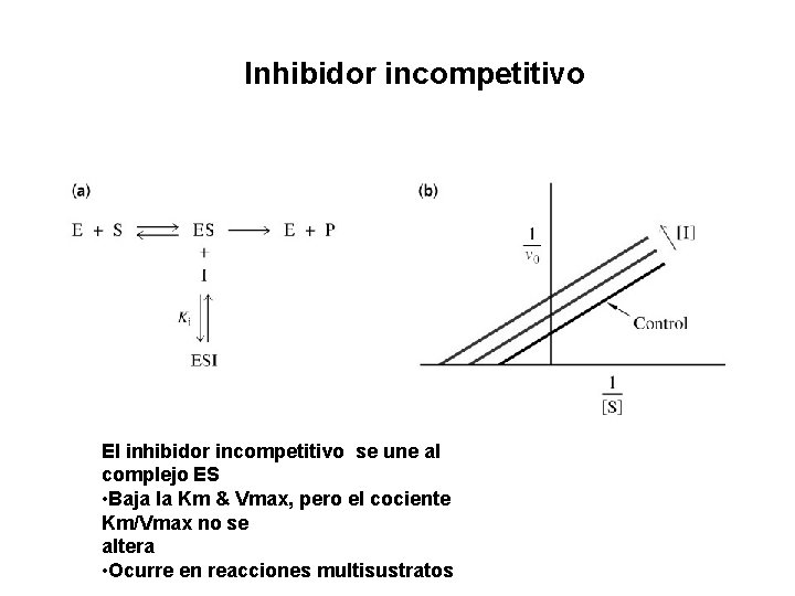 Inhibidor incompetitivo El inhibidor incompetitivo se une al complejo ES • Baja la Km